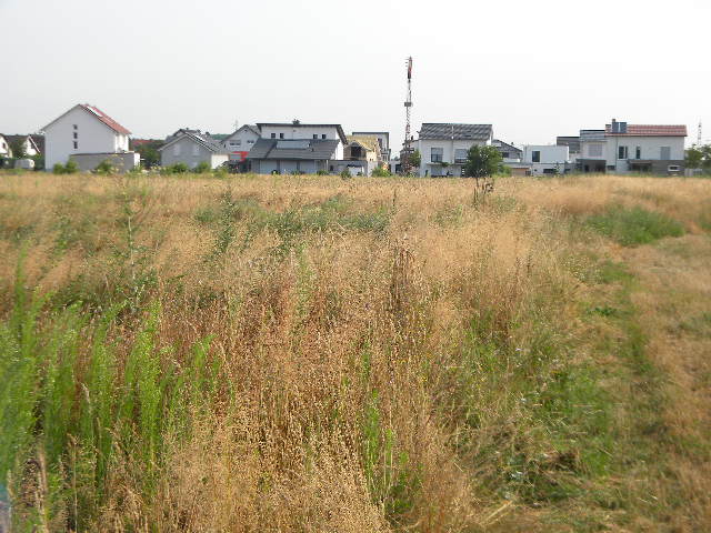 Bild Krähbusch